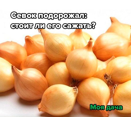 Севок подорожал: стоит ли его сажать?