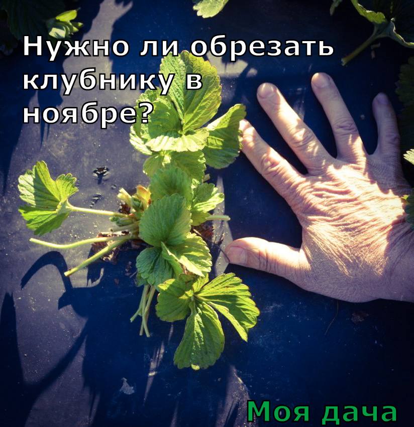 Нужно ли обрезать клубнику в ноябре? 🍓