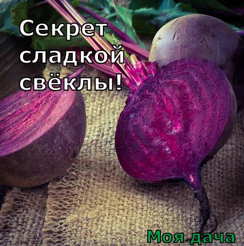 Секрет сладкой свёклы 🥕