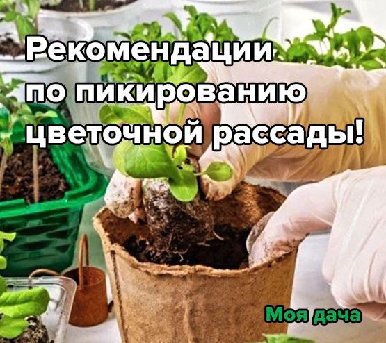 Рекомендации по пикированию цветочной рассады!