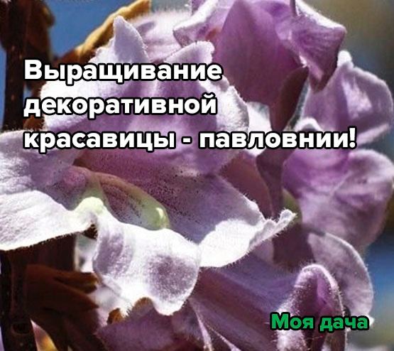 Выращивание декоративной красавицы - павловнии!
