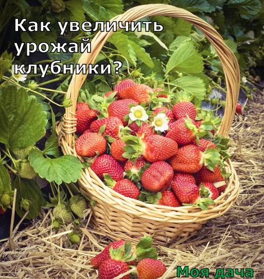 Как увеличить урожай клубники? 🍓