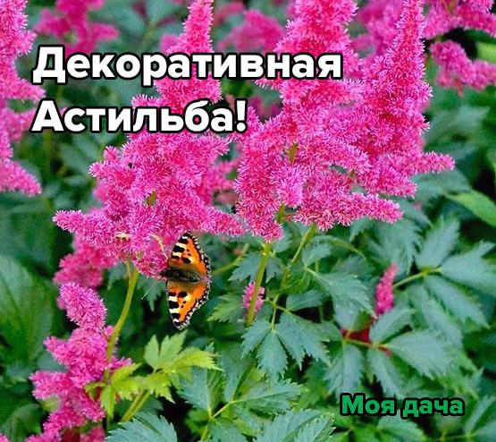 Декоративная Астильба!