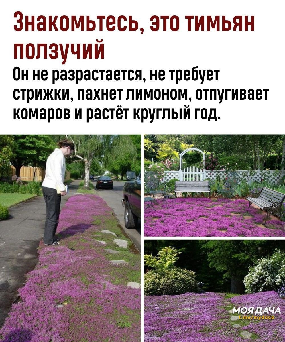 Тимьян ползучий в ландшафтном дизайне участка 😊 Чаще всего его используют для обустройства каменистых садов, как обра...