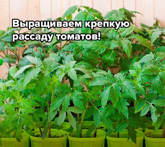 Выращиваем крепкую рассаду томатов! 🍅