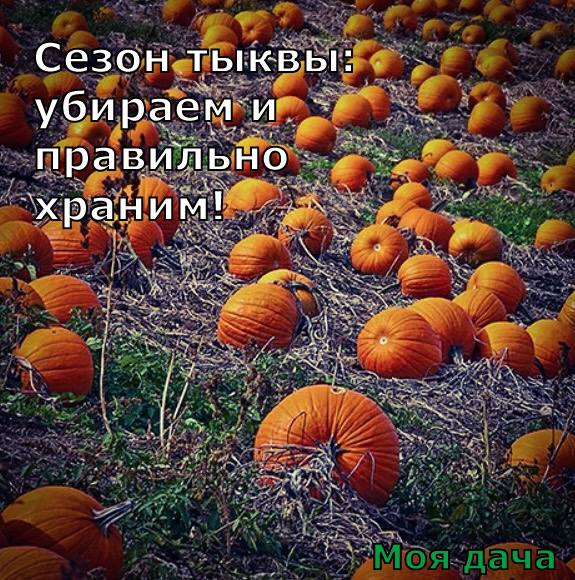 Сезон тыквы: убираем и правильно храним 🎃