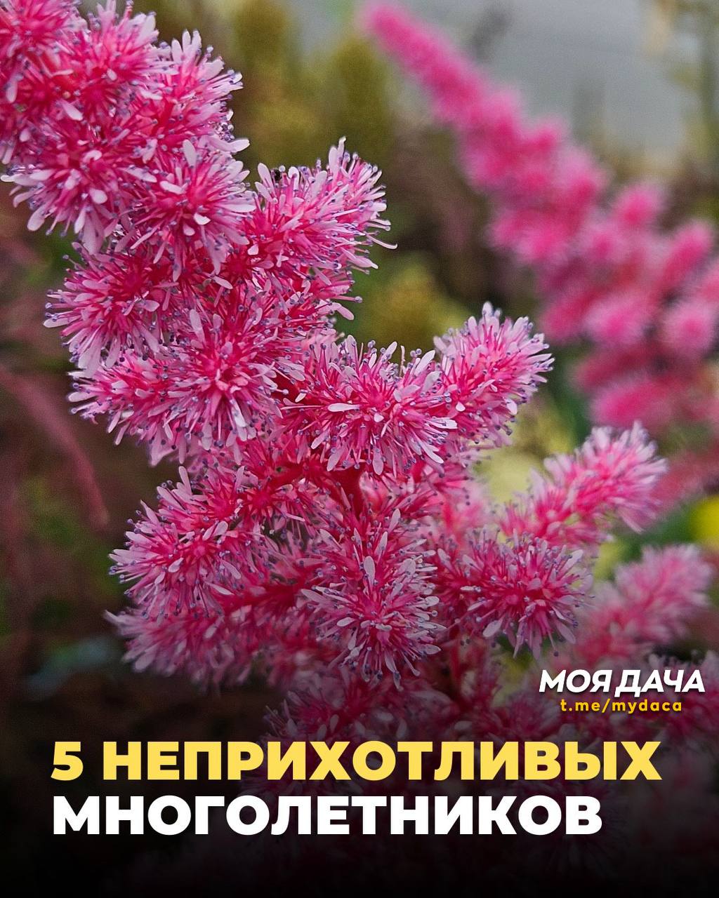 5 неприхотливых многолетников 🌷
