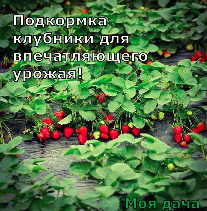 Подкормка клубники для впечатляющего урожая 🍓