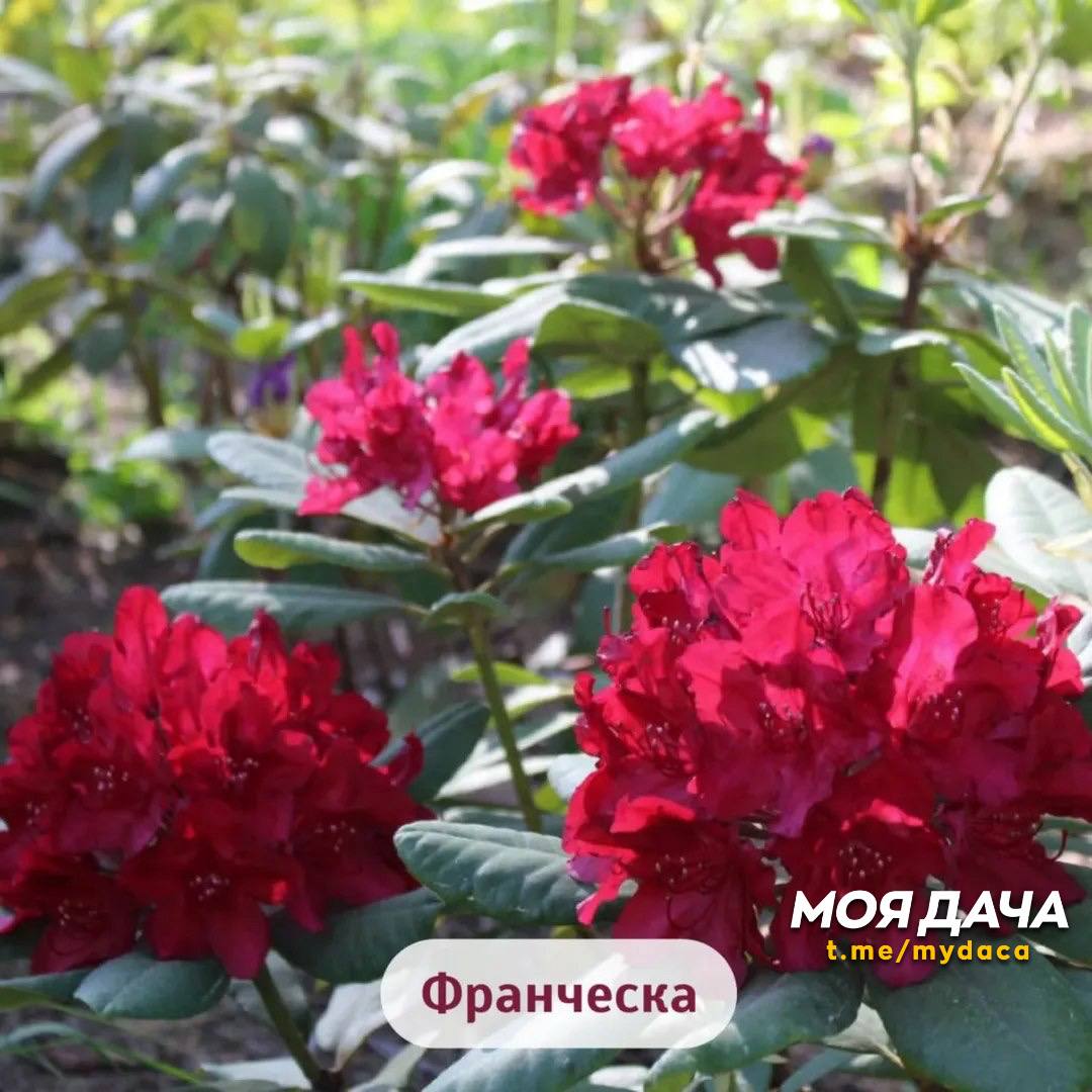 Прекрасные сорта рододендрона 😍