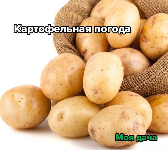 Картофельная погода