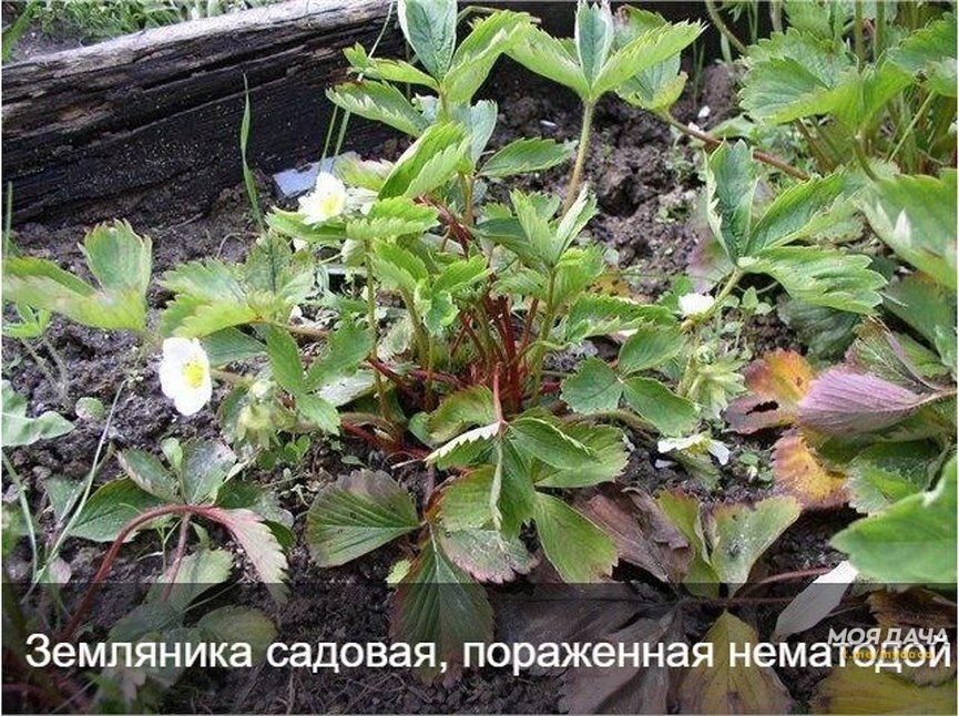 Шпаргалка по болезням и вредителям земляники