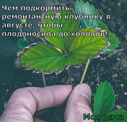 Чем подкормить ремонтантную клубнику в августе, чтобы плодоносила до холодов 🍓