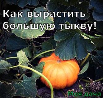 Как вырастить большую тыкву 🎃