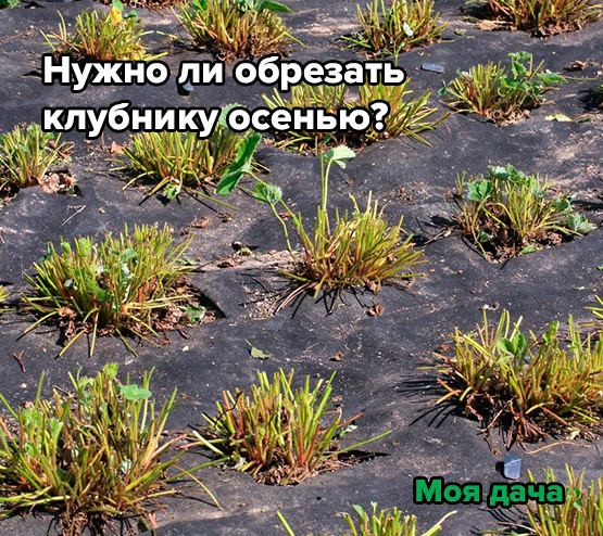 Нужно ли обрезать клубнику осенью?
