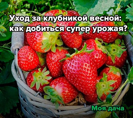 Уход за клубникой весной: как добиться супер урожая? 🍓