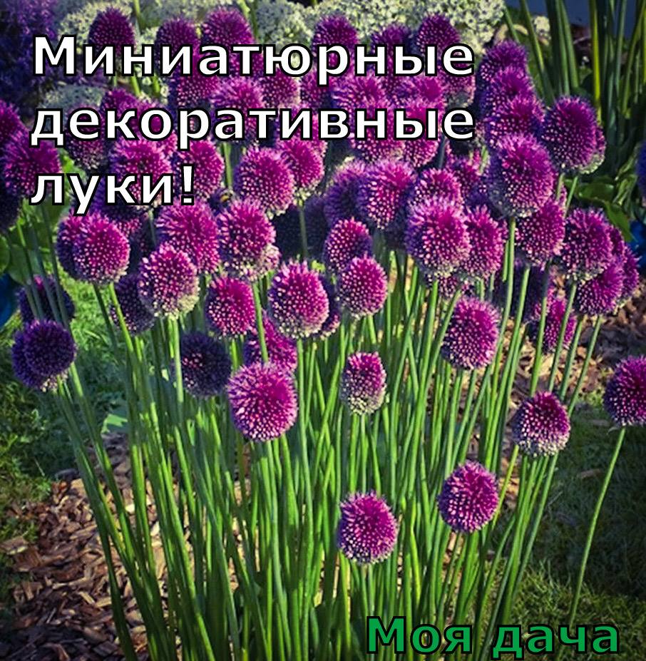 Миниатюрные декоративные луки 💜