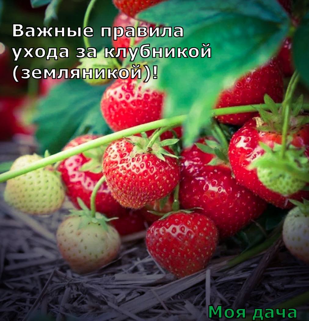 Важные правила ухода за клубникой (земляникой) 🍓