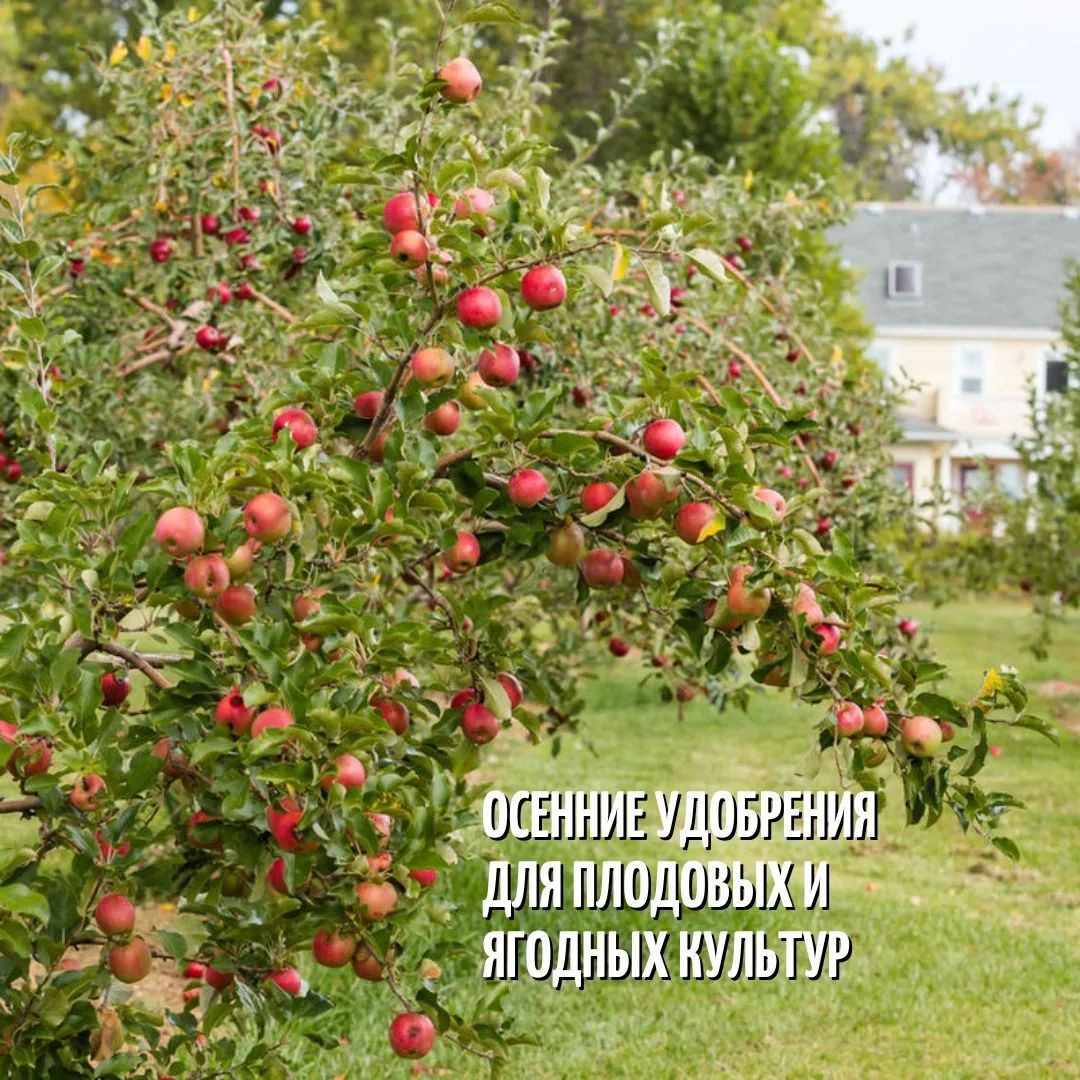 Осенние удобрения для плодовых и ягодных культур ❤️