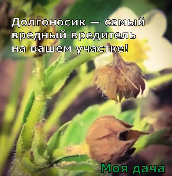 Долгоносик — самый вредный вредитель на вашем участке ❗️