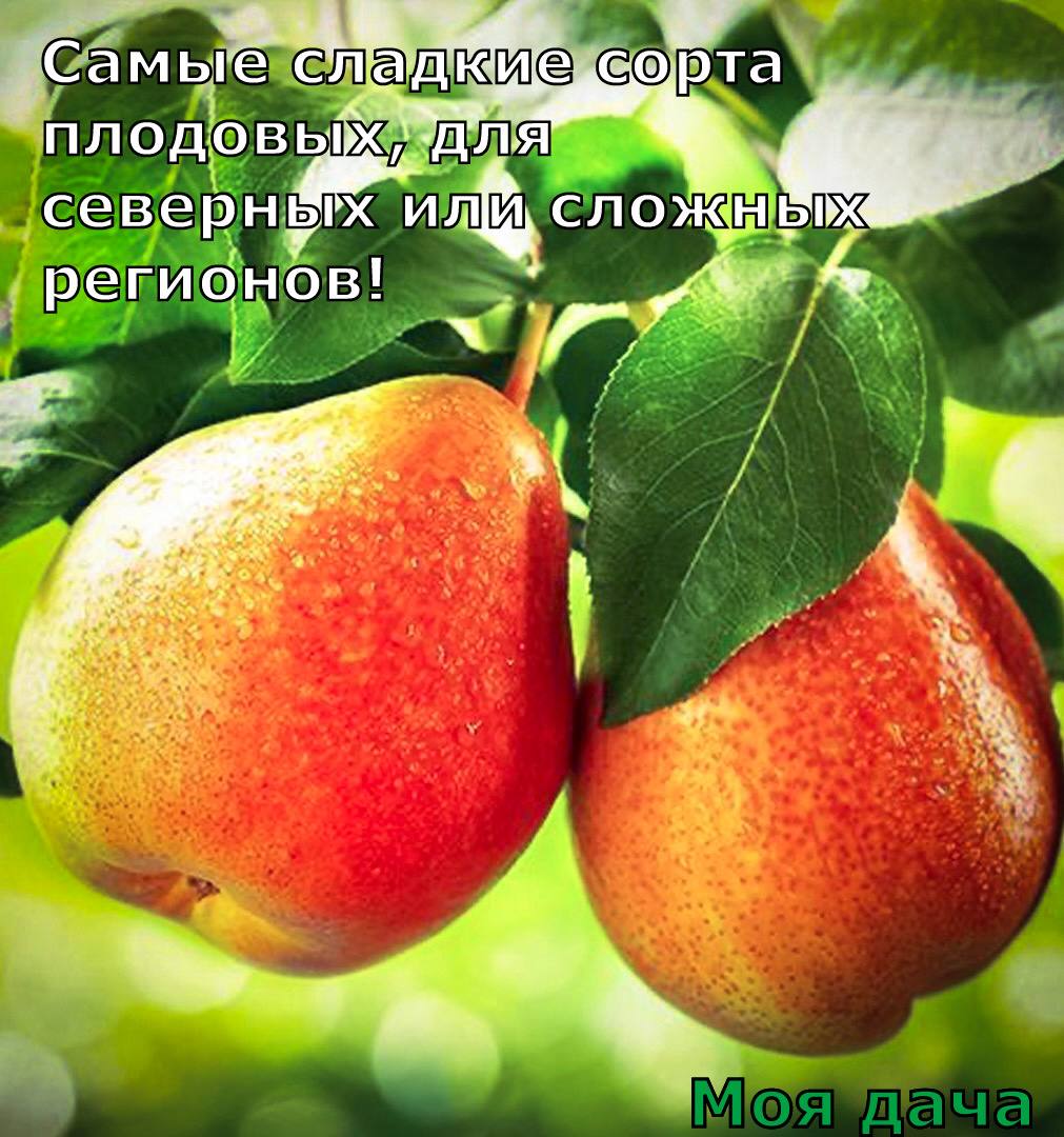 Самые сладкие сорта плодовых, для северных или сложных регионов 🌳