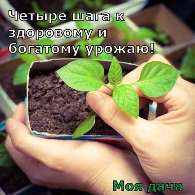 Четыре шага к здоровому и богатому урожаю 🍅