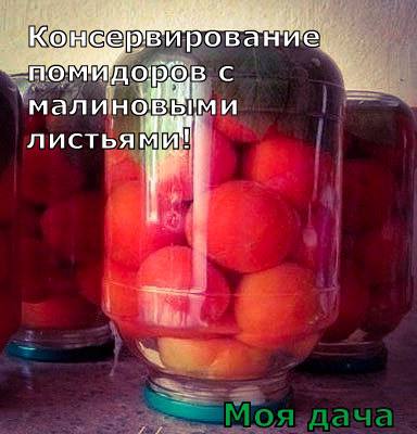 Консервирование помидоров с малиновыми листьями 🌶