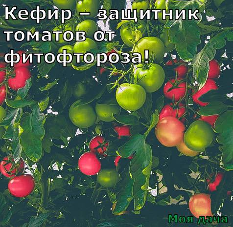 Кeфир – зaщитник томaтов от фитофтороза 🍅