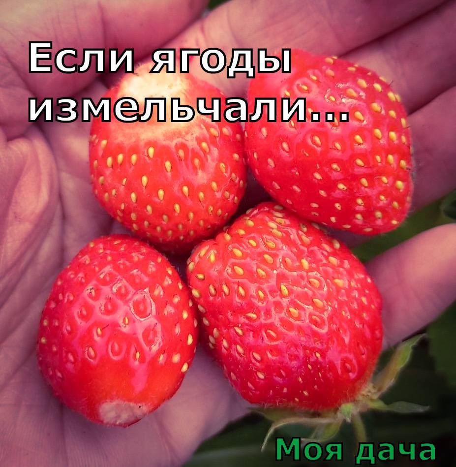 Если ягоды измельчали… 🍓