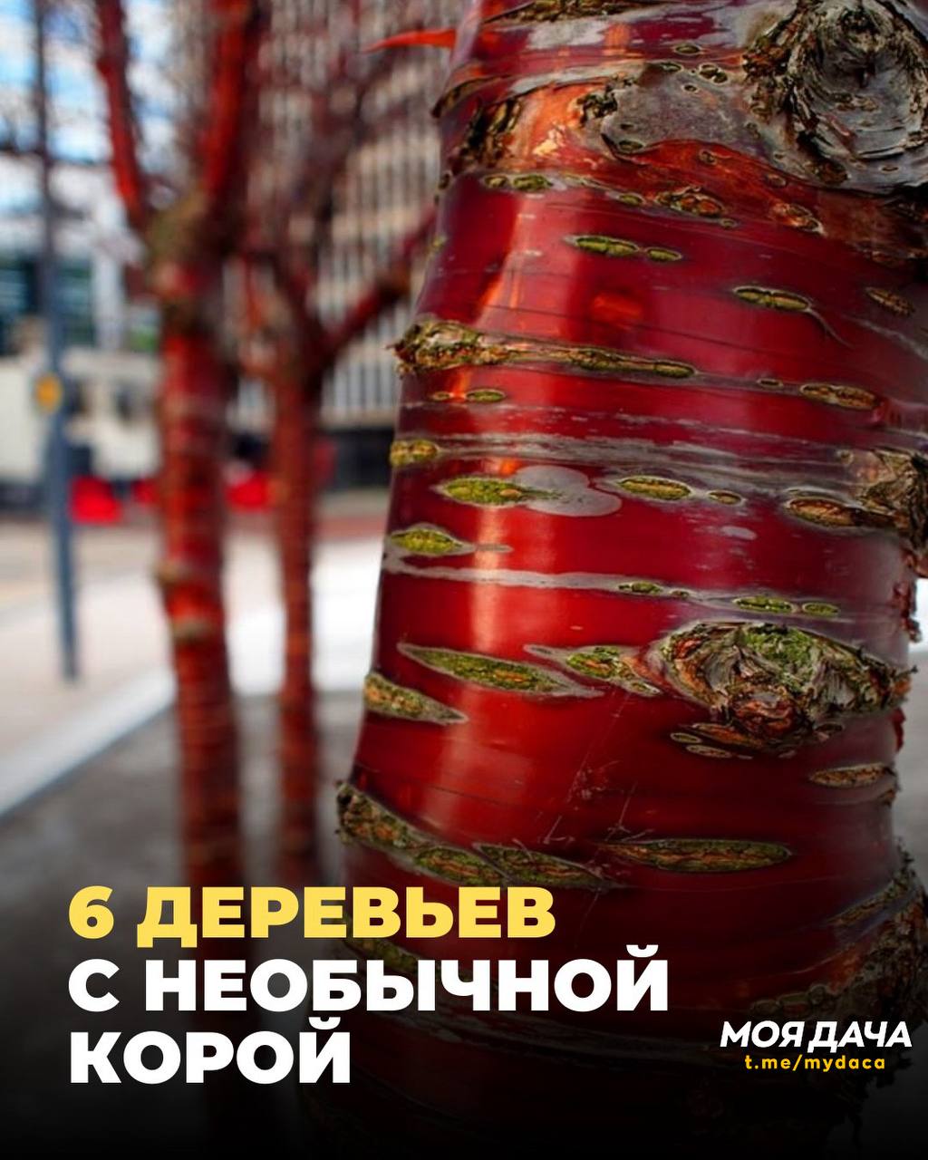 6 деревьев с необычной корой 🌲