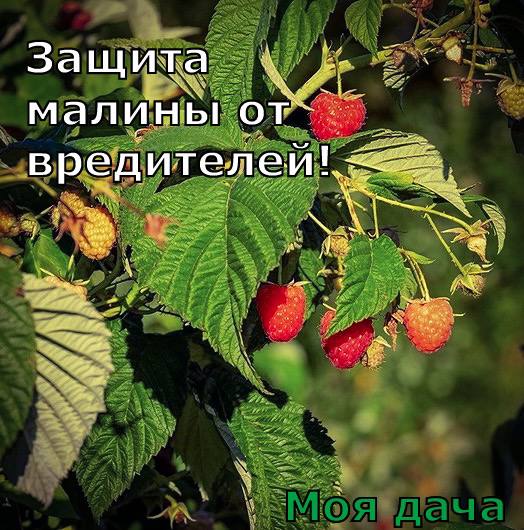 Защита малины от вредителей 🍓