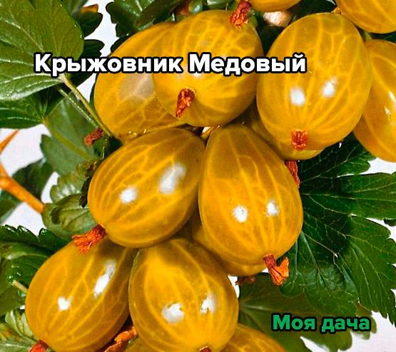 Крыжовник Медовый