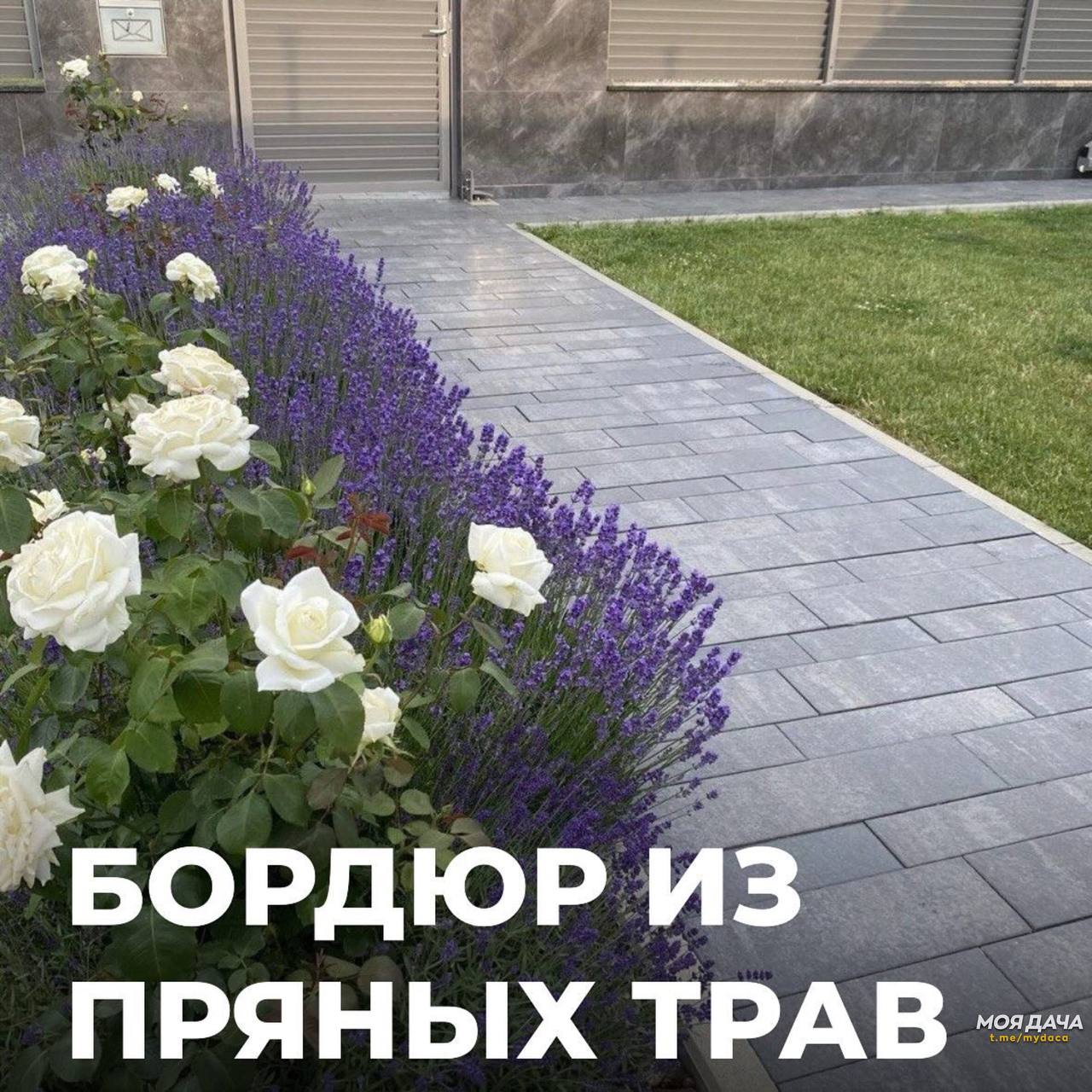 Бордюр из пряных трав 🌷