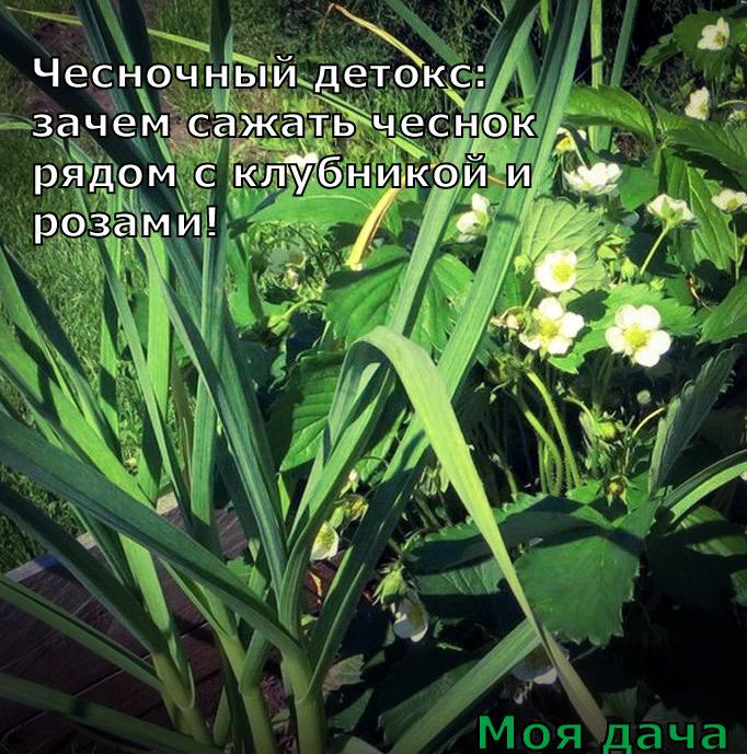 Чесночный детокс: зачем сажать чеснок рядом с клубникой и розами 🧄