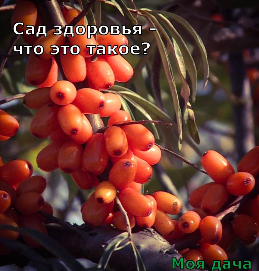Сад здоровья - что это такое? 🧡