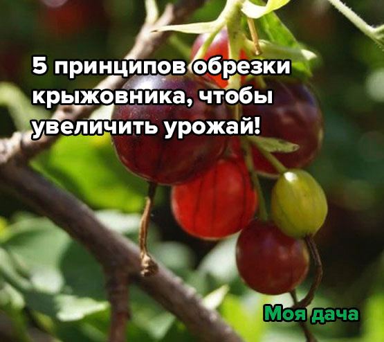 5 принципов обрезки крыжовника, чтобы увеличить урожай!