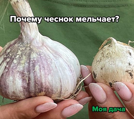 Почему чеснок мельчает? Причин может быть три. А в теплых регионов – четыре (о четвертой в конце статьи).
