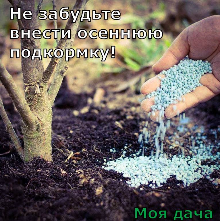 Не забудьте внести осеннюю подкормку 💦