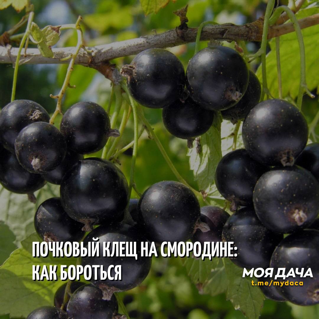 Почковый клещ на смородине 🫐