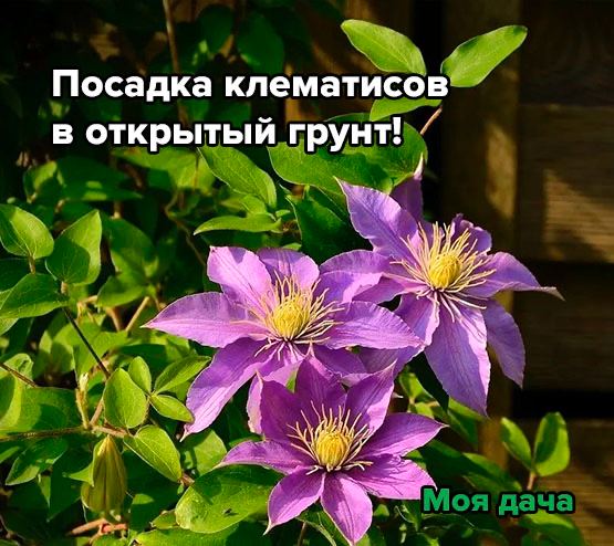 Посадка клематисов в открытый грунт!